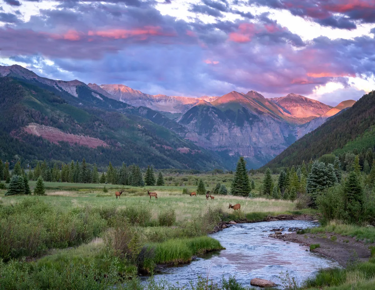 A panoramic view of a mountain range under a dramatic sky, with a clear stream winding through the foreground. Elk graze peacefully among pine trees, evoking the tranquility and grandeur of alpine wilderness. The setting is lush and green, ideal for summer activities like hiking and wildlife observation.